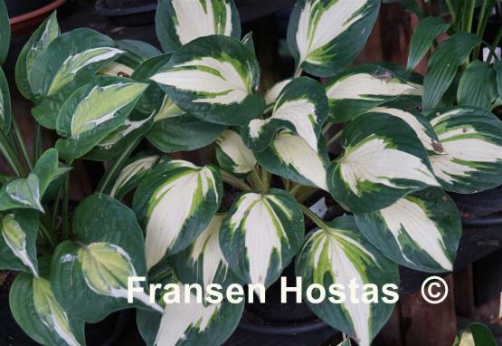 Hosta Vulcan